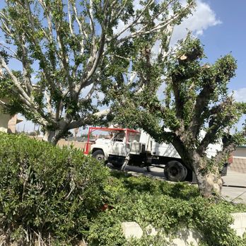 All Around Tree Care - Tree trimming - Tree Services Near Me
