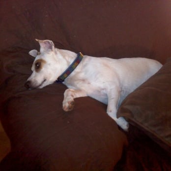 PetSmart - Just got home and I'm all worn out from PetSmart! - Pet Stores Near Me - West Covina, California PetSmart - Just got home and I'm all worn out from PetSmart! - Pet Stores Near Me - West Covina, California