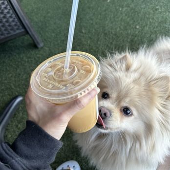 Black Heart Coffee - Boba approves of this sugarfree vanilla latte! - Coffee & Tea Near Me - Los Angeles, California Black Heart Coffee - Boba approves of this sugarfree vanilla latte! - Coffee & Tea Near Me - Los Angeles, California