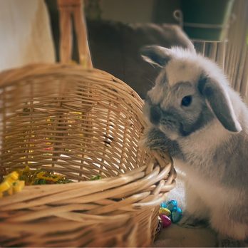Dragonfly Farm - Snowball at Easter - Pet Breeders Near Me Dragonfly Farm - Snowball at Easter - Pet Breeders Near Me