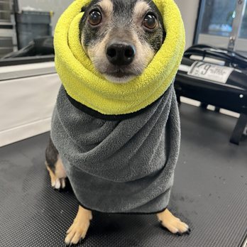 Bluemoon Pet Grooming - He got so warm after shower - Pet Groomers Near Me - El Monte, California Bluemoon Pet Grooming - He got so warm after shower - Pet Groomers Near Me - El Monte, California