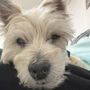 Photo of Angel Animal Hospital