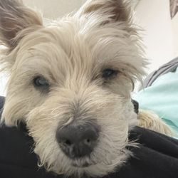 Angel Animal Hospital