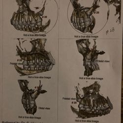 Cochrane Dental Centre - Oral Maxillofacial Image