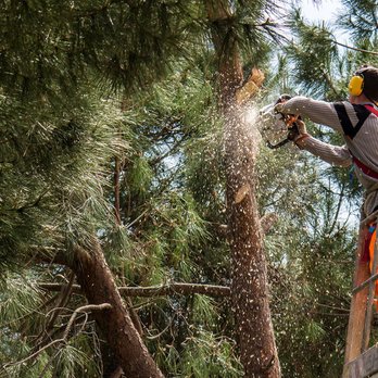 Southeastern Tree Removal - Tree Service Columbia SC - Tree Services Near Me - Columbia, South Carolina Southeastern Tree Removal - Tree Service Columbia SC - Tree Services Near Me - Columbia, South Carolina