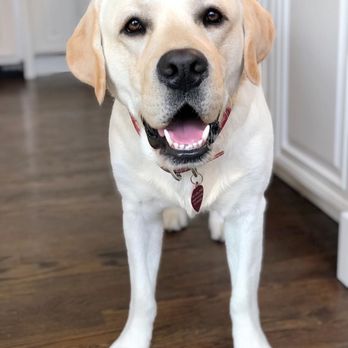 Soul Doggy - Pet Groomers Near Me - Scottsdale, Arizona Soul Doggy - Pet Groomers Near Me - Scottsdale, Arizona