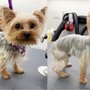 Photo of KeepPup Mobile Grooming Spa