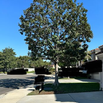Favor Tree Care - After photo. Tree topped, thinned and shaped and pruned for overall health - Tree Services Near Me - Santa Ana, California Favor Tree Care - After photo. Tree topped, thinned and shaped and pruned for overall health - Tree Services Near Me - Santa Ana, California