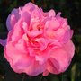 Photo of Hobbyflora