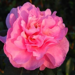 Hobbyflora - Camelia Sasanqua
