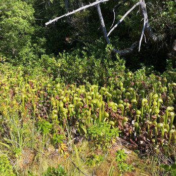 Darlingtonia State Botanical Wayside - Parks Near Me - Florence, Oregon