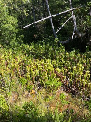Darlingtonia State Natural Site by null