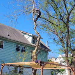 Robert's Tree Service