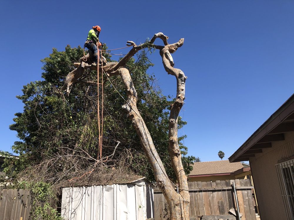 Only ME Tree & Land Service - tree service in La Mesa, CA