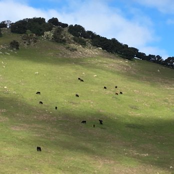 Brushy Peak Regional Preserve - Cows on the hillside - Hiking Near Me Brushy Peak Regional Preserve - Cows on the hillside - Hiking Near Me