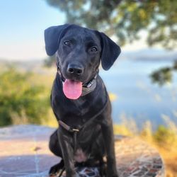 Level Dog Training Company - Nova the lab pup posing beautifully for her photo on her outing during her Board & Train stay