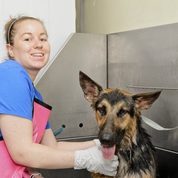 canine resort and spa