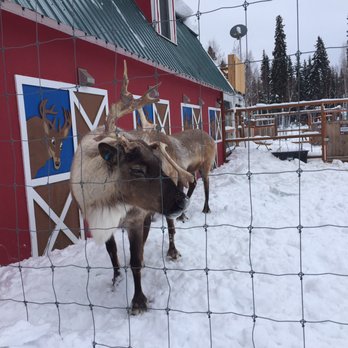 Moose Cab & Tours - North Pole Reindeer - Taxis Near Me - Fairbanks, Alaska Moose Cab & Tours - North Pole Reindeer - Taxis Near Me - Fairbanks, Alaska