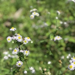 White Pond - Pretty flowers