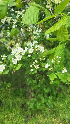 Fürst-Pückler-Museum Park und Schloss Branitz by null