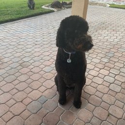 This is bear my goldendoodle.  He looks so good.