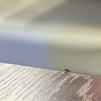 Sushi Zanmai - Fruit flies? Gnats? - Sushi Bars Near Me - Los Angeles, California