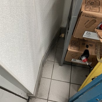Hemer's Pest Control - Dead Mouse - Pest Control Near Me - San Jose, California Hemer's Pest Control - Dead Mouse - Pest Control Near Me - San Jose, California