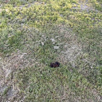 Shaded Haven RV Park - Dog poop - RV Parks Near Me - Bakersfield, California Shaded Haven RV Park - Dog poop - RV Parks Near Me - Bakersfield, California