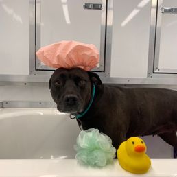 Pittie getting groomed