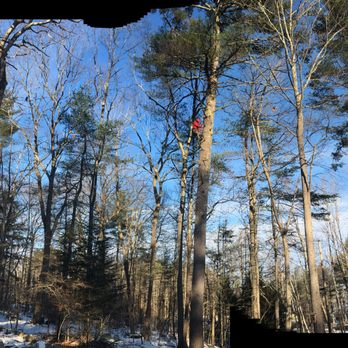 Chinchilla Tree Services - Tree Services Near Me