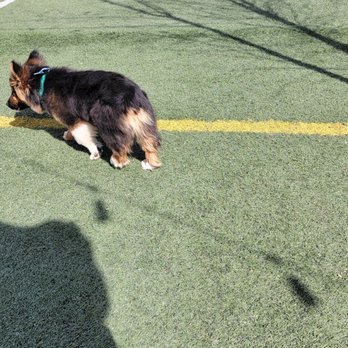 Off Leash Dog Bar - Coffee & Tea Near Me - Lincoln, Nebraska