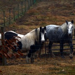 Blacks Fort Inn - Beautiful horses on the property.