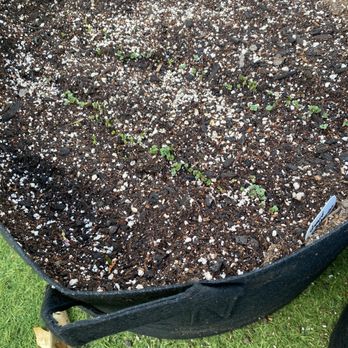 BetterGrow Hydro - Kale 1 week post sow - Hydroponics Near Me - Pasadena, California BetterGrow Hydro - Kale 1 week post sow - Hydroponics Near Me - Pasadena, California