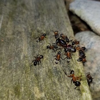 Bee Smart Pest Control - Ants are great recyclers of protein. - Pest Control Near Me