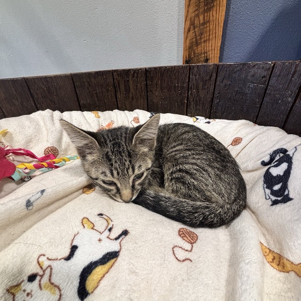 Orlando Cat Cafe - Animal Shelters Near Me - Clermont, Florida