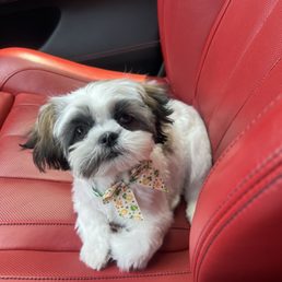 She's a puppy again! She's a puppy again!