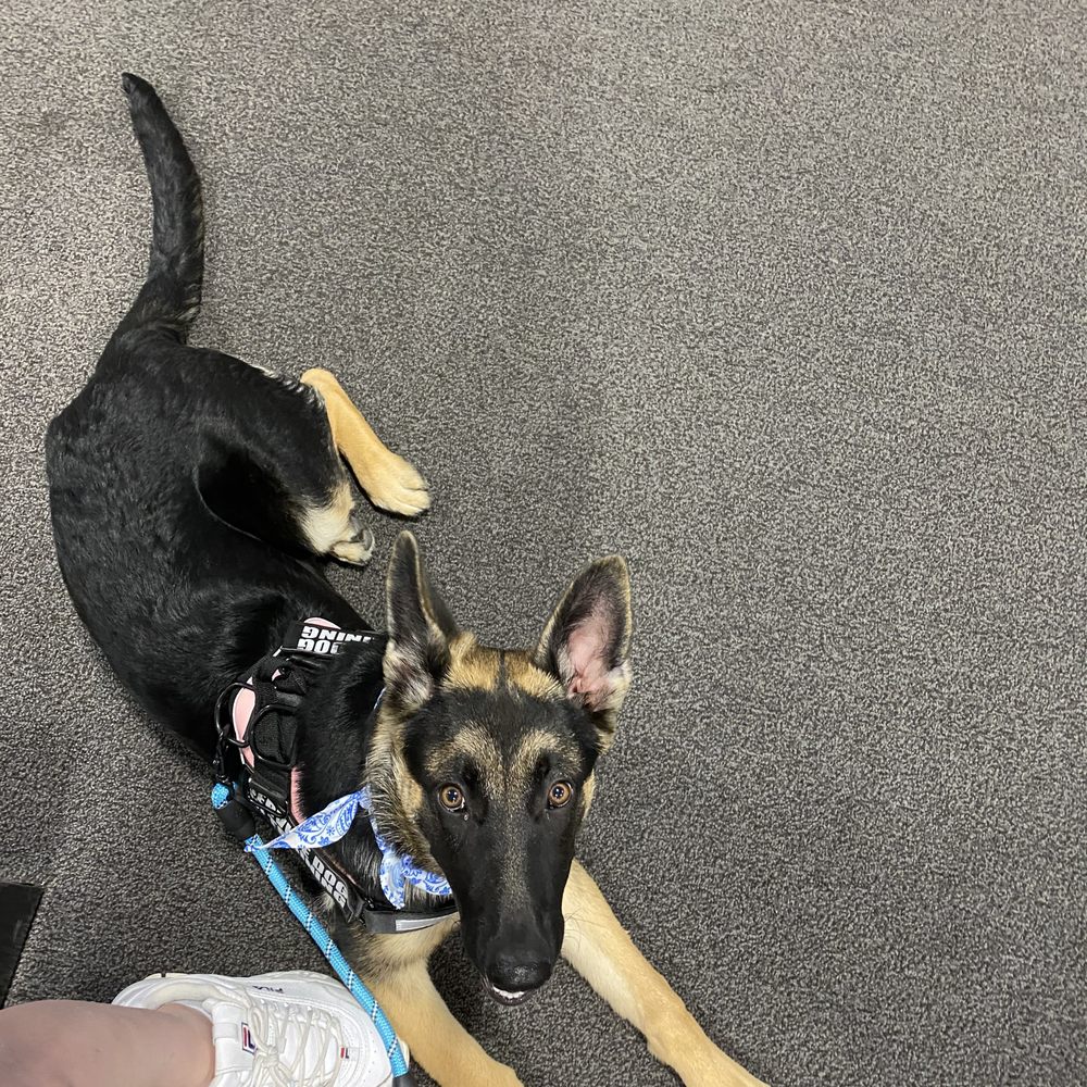 Best cheap obedience training near me Sale