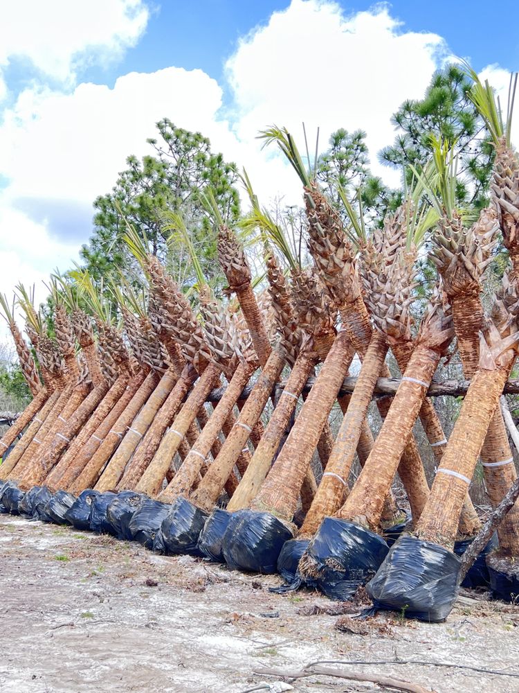 Gaycas Tree Services - tree service in Columbia, SC