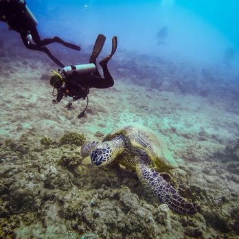 Aaron's Dive Shop - Pictures of sea turtles with barons dive shop - Dive Shops Near Me - Kailua, Hawaii