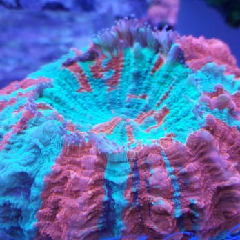 Cuttle Fish And Corals - Aquariums Near Me - Portland, Oregon