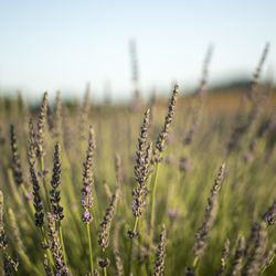 Foxen Canyon Farms