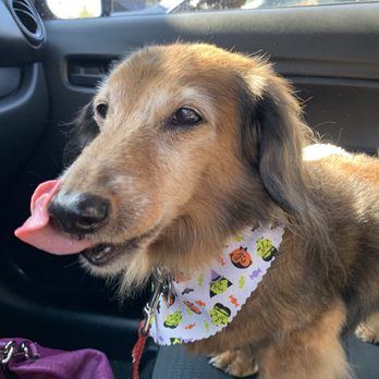 Euphuria Pet Salon - My son, post groom with Anjelica - Pet Stores Near Me - North Hollywood, California