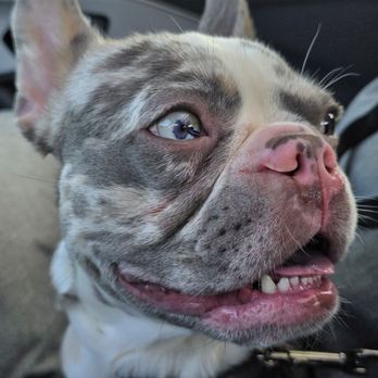The Dog Trainer - 7even, always ready to ride. - Pet Training Near Me - Newark, New Jersey The Dog Trainer - 7even, always ready to ride. - Pet Training Near Me - Newark, New Jersey