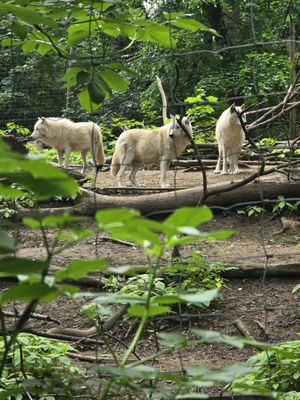 Schönbrunn Zoo by null