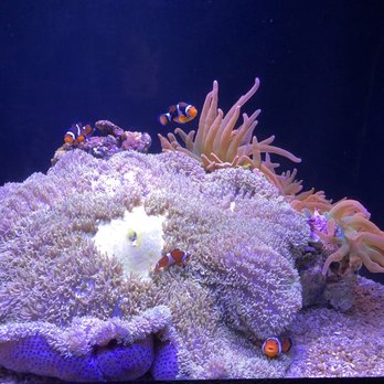 Seattle Aquarium - Aquariums Near Me - Seattle, Washington Seattle Aquarium - Aquariums Near Me - Seattle, Washington