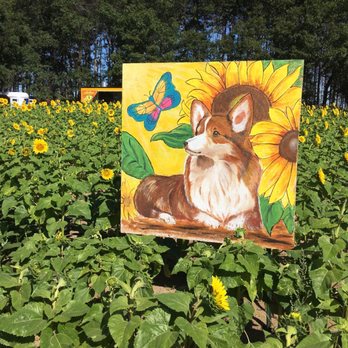 Prairie Knoll Park - Acres of Sunflowers near by. - Parks Near Me - Andover, Minnesota Prairie Knoll Park - Acres of Sunflowers near by. - Parks Near Me - Andover, Minnesota