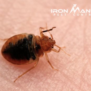 Iron Mantis Pest Control - Pest Control Near Me - Mesa, Arizona