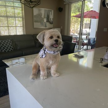 Golden Mobile Grooming - Thor - Pet Groomers Near Me - Miami, Florida Golden Mobile Grooming - Thor - Pet Groomers Near Me - Miami, Florida