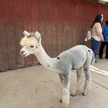 Ogden Alpaca farm - Food Tours Near Me Ogden Alpaca farm - Food Tours Near Me