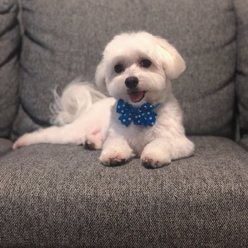Happy Dogs Grooming - Pet Groomers Near Me - Bellaire, Texas